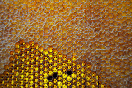 Drop of bee honey drip from hexagonal honeycombs filled with golden nectar. Honeycombs summer...