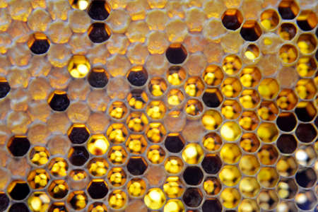Drop of bee honey drip from hexagonal honeycombs filled with golden nectar. Honeycombs summer...