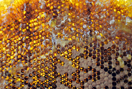 Drop of bee honey drip from hexagonal honeycombs filled with golden nectar. Honeycombs summer...