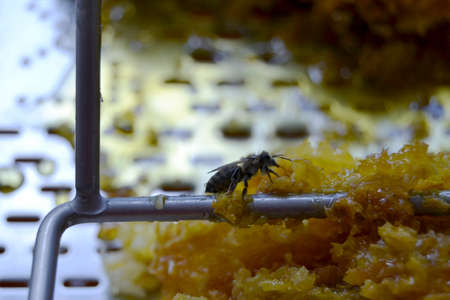 Drop of bee honey drip from hexagonal honeycombs filled with golden nectar. Honeycombs summer...