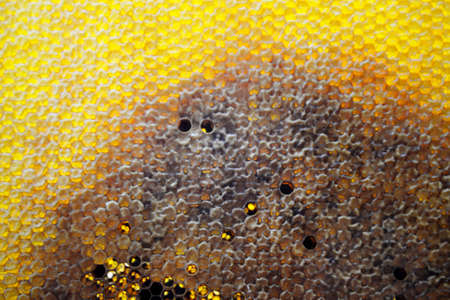 Drop of bee honey drip from hexagonal honeycombs filled with golden nectar. Honeycombs summer...