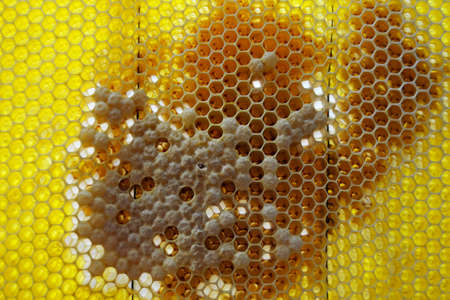 Drop of bee honey drip from hexagonal honeycombs filled with golden nectar. Honeycombs summer...