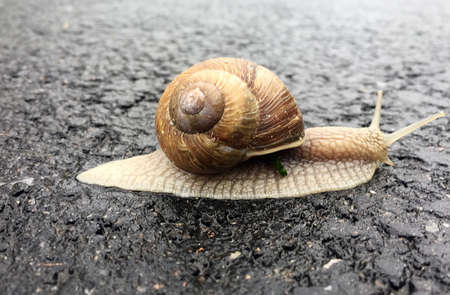 Small garden snail in shell crawling on wet road, slug hurry home. Snail slug consists of edible tasty food coiled shell to protect body. Natural animal snail in shell slug crawling in big wild nature.の写真素材