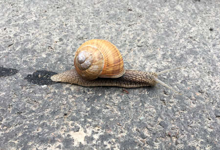 Small garden snail in shell crawling on wet road, slug hurry home. Snail slug consists of edible...