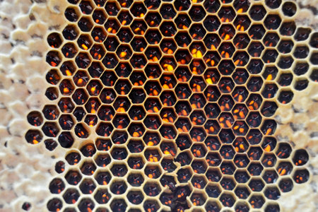 Drop of bee honey drip from hexagonal honeycombs filled with golden nectar. Honeycombs summer...
