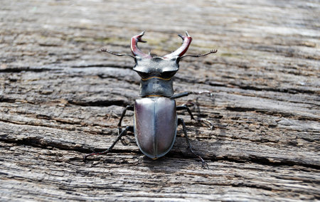 Male stag beetle with long and sharp jaws in wild forest sitting on the trunk of an oak tree. Beetle stag consists of big horns, beautiful strong legs. Stag beetle ready to attack for your life.の写真素材