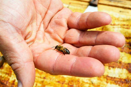 Winged bee slowly flies to beekeeper collect nectar on private apiary from live flowers. Apiary...