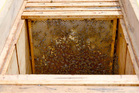 Winged bee slowly flies to beehive collect nectar on private apiary from live flowers. Apiary...