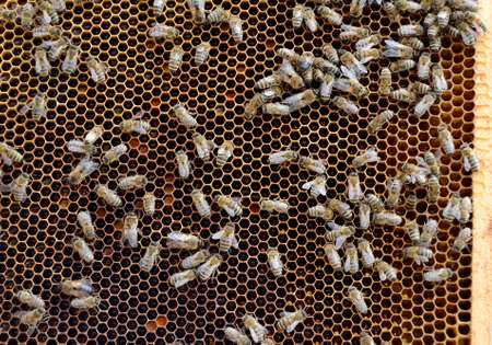 Abstract hexagon structure is honeycomb from bee hive filled with golden honey. Honeycomb summer...