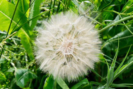 Beautiful fluffy blooming flower dandelion on colored background close up. Photography consisting of...
