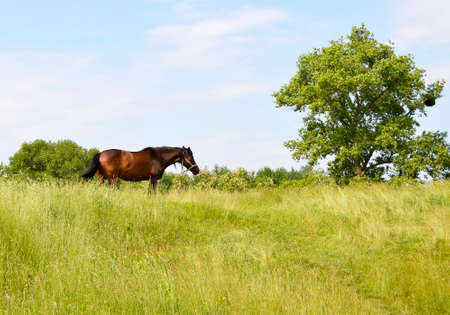 Beautiful wild brown horse stallion on summer flower meadow, equine eating green grass. Horse stallion with long mane portrait in standing position. Equine stallion outdoors, big horse equines.の写真素材