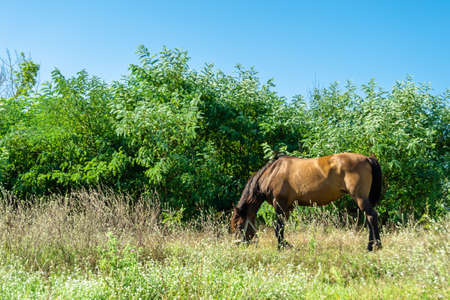 Beautiful wild brown horse stallion on summer flower meadow, equine eating green grass. Horse stallion with long mane portrait in standing position. Equine stallion outdoors, big horse equines.の写真素材
