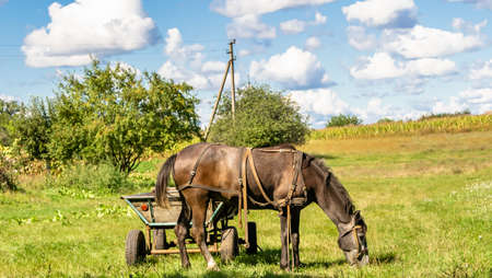 Beautiful wild brown horse stallion on summer flower meadow, equine eating green grass. Horse stallion with long mane portrait in standing position. Equine stallion outdoors, big horse equines.の写真素材
