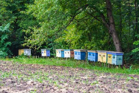 Winged bee slowly flies to beehive collect nectar on private apiary from live flowers, apiary consisting of village beehive, floret dust on bee legs, apiary it beehive for bees at background closeupの写真素材