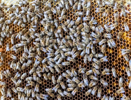 Abstract hexagon structure is honeycomb from bee hive filled with golden honey, honeycomb summer composition consisting of gooey honey from bee village, honey rural of bees honeycombs to countrysideの写真素材
