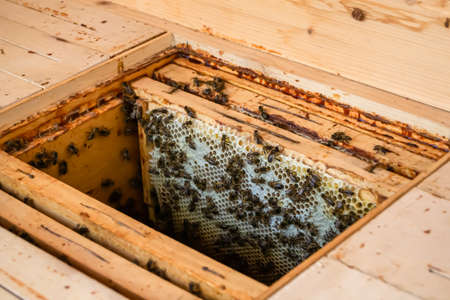 Winged bee slowly flies to beehive collect nectar on private apiary from live flowers, apiary...