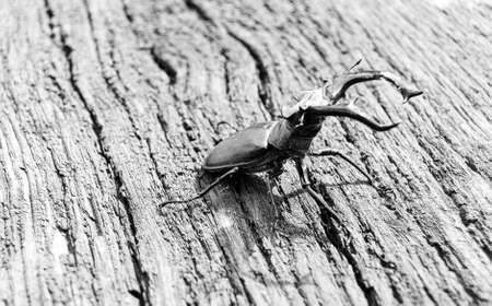 Male stag beetle with long and sharp jaws in wild forest sitting on the trunk of an oak tree, beetle stag consist of big horns, beautiful strong legs, stag beetle ready to attack for your lifeの写真素材