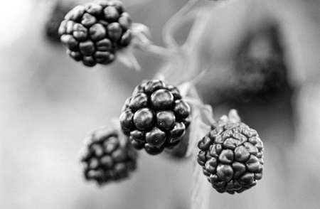 Photography from whole ripe berry black, red in nature closeup, photo consisting of green leaf, tasty sweet black berry, eat fresh natural black berry for good healthの写真素材