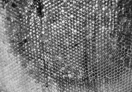 Drop of bee honey drip from hexagonal honeycombs filled with golden nectar, honeycombs summer...