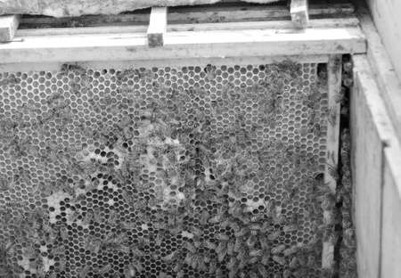 Winged bee slowly flies to beehive collect nectar on private apiary from live flowers, apiary consisting of village beehive, floret dust on bee legs, apiary it beehive for bees at background closeupの写真素材