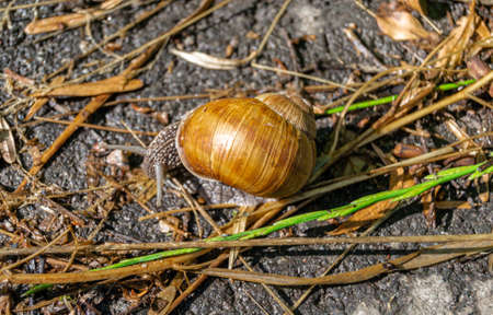 Big garden snail in shell crawling on wet road hurry home, snail Helix consists of edible tasty food...