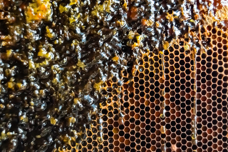 Drop of bee honey drip from hexagonal honeycombs filled with golden nectar, honeycombs summer composition consisting of drop natural honey, drip on wax frame bee, drop of bee honey drip in honeycombsの写真素材