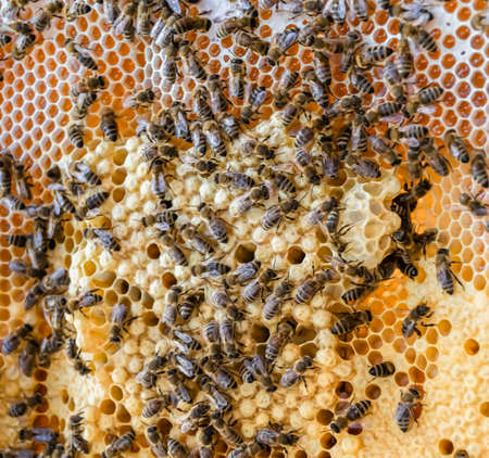 Abstract hexagon structure is honeycomb from bee hive filled with golden honey, honeycomb summer...