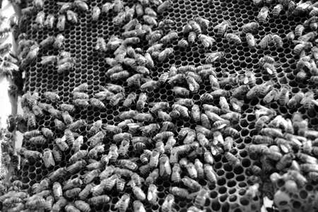 Abstract hexagon structure is honeycomb from bee hive filled with golden honey, honeycomb summer...