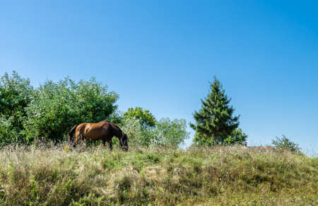 Beautiful wild brown horse stallion on summer flower meadow, equine eating green grass. Horse...