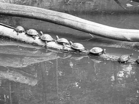 Photography to theme beautiful sea turtle in strong shell basking on hot sun, photography consisting of sea turtle in hard shell, sea turtle in lasting shell resting on tree branch in muddy waterの写真素材