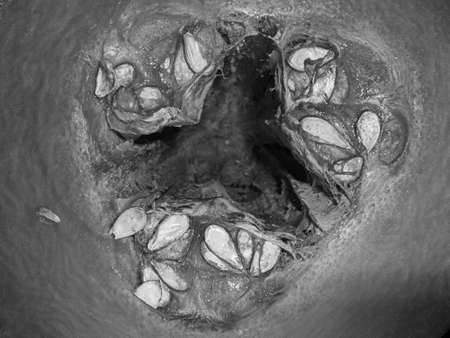 Photography to theme beautiful vegetable seeds inside big pumpkin with natural texture, photo consisting of vegetable seeds inside large pumpkin for culture rural, vegetable seeds inside great pumpkinの写真素材