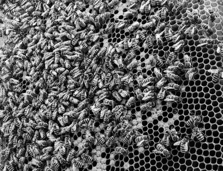 Abstract hexagon structure is honeycomb from bee hive filled with golden honey, honeycomb summer composition consisting of gooey honey from bee village, honey rural of bees honeycombs to countrysideの写真素材