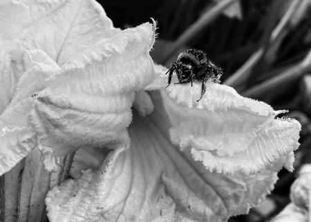 Winged bee slowly flies to the plant, collect nectar for honey on private apiary from flower, honey...
