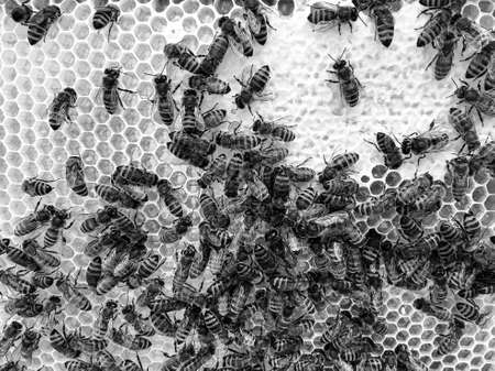 Abstract hexagon structure is honeycomb from bee hive filled with golden honey, honeycomb summer composition consisting of gooey honey from bee village, honey rural of bees honeycombs to countrysideの写真素材