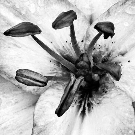 Bouquet wildflowers close up blooming in garden with natural leaves, beautiful bouquet wildflowers close up blooming to rural garden outdoors, floral bouquet wildflowers close up blooming at gardenの写真素材