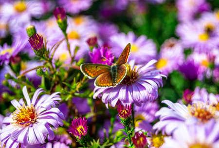 Photography to theme beautiful black butterfly Monarch on meadow flower. Photo consisting of...