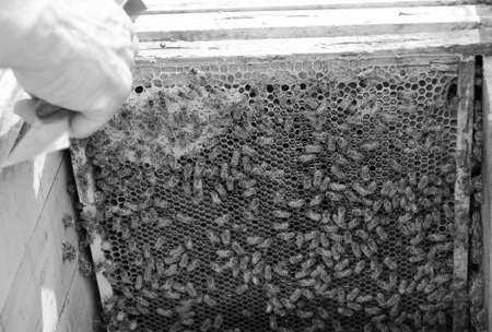 Winged bee slowly flies to beekeeper collect nectar on private apiary from live flowers. Apiary...