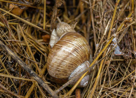 Big garden snail in shell crawling on wet road hurry home, snail Helix consists of edible tasty food coiled shell to protect body, natural joy animal snail in shell from slime can make nourishing creamの写真素材