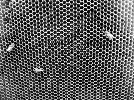 Abstract hexagon structure is honeycomb from bee hive filled with golden honey, honeycomb summer composition consisting of gooey honey from bee village, honey rural of bees honeycombs to countrysideの写真素材