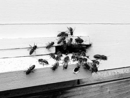 Winged bee slowly flies to beehive collect nectar on private apiary from live flowers, apiary...