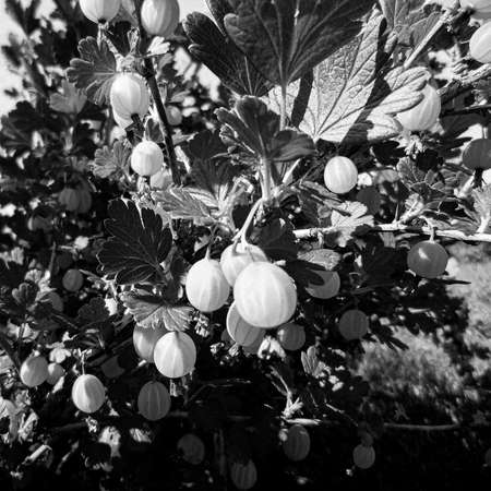 Photography on theme beautiful berry bush gooseberry with natural leaves under clean sky, photo consisting of berry bush gooseberry, botanical floral berry bush gooseberry in big nature farm gardenの写真素材
