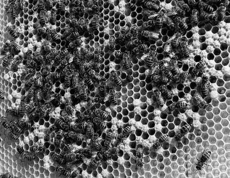 Abstract hexagon structure is honeycomb from bee hive filled with golden honey, honeycomb summer...