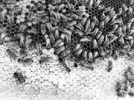 Abstract hexagon structure is honeycomb from bee hive filled with golden honey, honeycomb summer composition consisting of gooey honey from bee village, honey rural of bees honeycombs to countrysideの写真素材