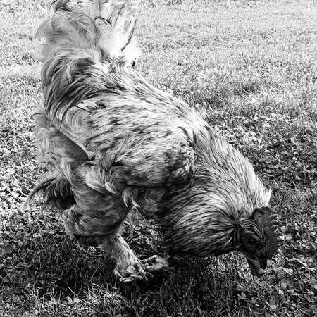 Rooster crowing looking for food in natural grass on traditional rural barnyard, bird rooster crowing in colored crest, white fluffy feathers, bright beak, beautiful long-tailed rooster crowing at henの写真素材