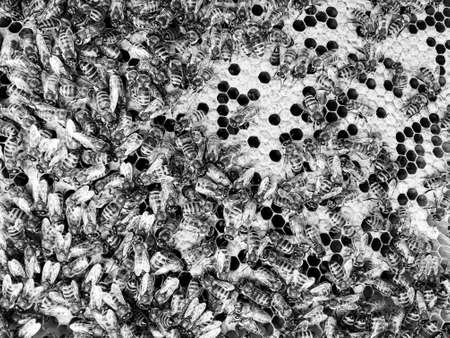 Abstract hexagon structure is honeycomb from bee hive filled with golden honey, honeycomb summer composition consisting of gooey honey from bee village, honey rural of bees honeycombs to countrysideの写真素材