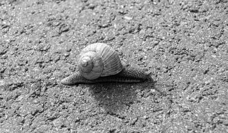 Big garden snail in shell crawling on wet road hurry home, snail Helix consists of edible tasty food coiled shell to protect body, natural animal snail in shell from slime can made nourishing creamの写真素材