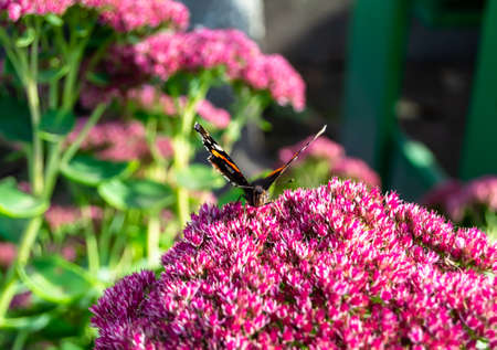 Photography to theme beautiful black butterfly Monarch on meadow flower. Photo consisting of...