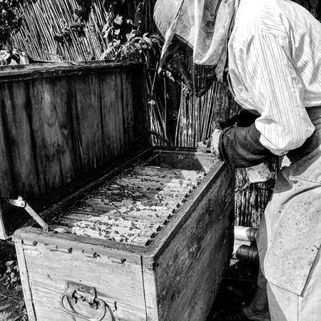 Winged bee slowly flies to beekeeper collect nectar on private apiary from live flowers, apiary consisting of village beekeeper, floret dust on bee legs, beekeeper for bee on background large apiaryの写真素材