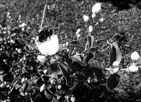 Winged bee slowly flies to the plant, collect nectar for honey on private apiary from flower, honey...