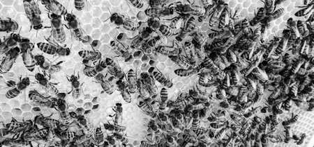 Abstract hexagon structure is honeycomb from bee hive filled with golden honey, honeycomb summer...